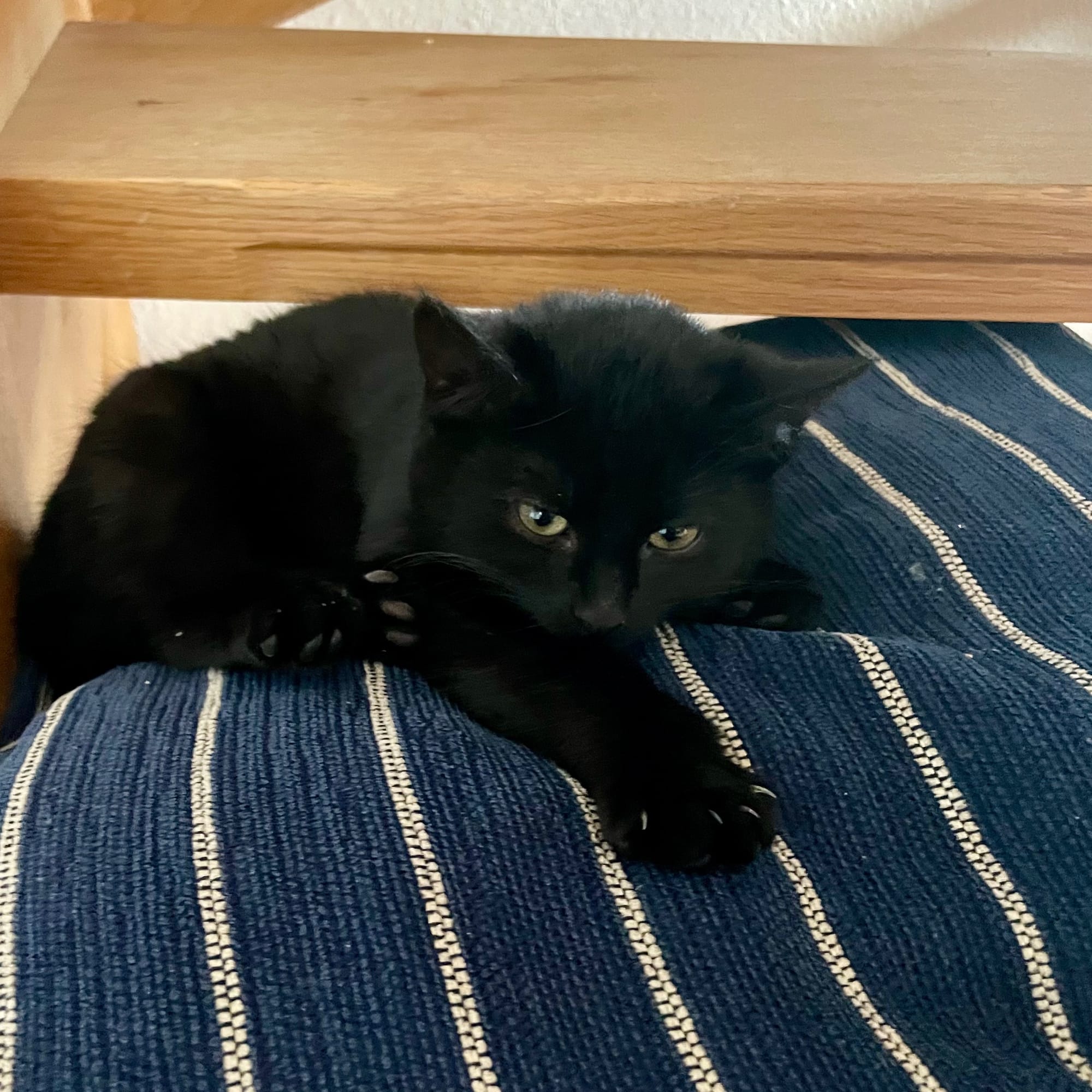 Lakritz liegt schläfrig auf einem Kissen, die Krallen sind zu sehen.